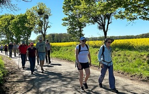 08/04/2026 - Rando normale animée par Annie G. à Vouneuil-sous-Biard - Photo Joël F. -  Notre progression entre les champs de colza.