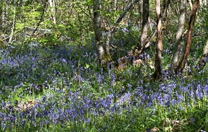 08/04/2026 - Rando normale animée par Annie G. à Vouneuil-sous-Biard - Photo Joël F. - Jacinthes sauvages.